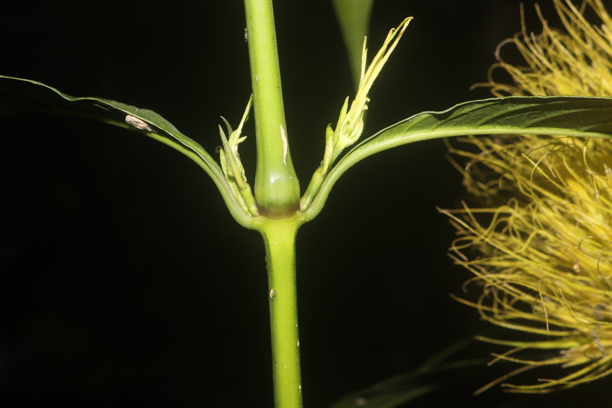 Schaueria calytricha (Otto ex Hook.) Orb.